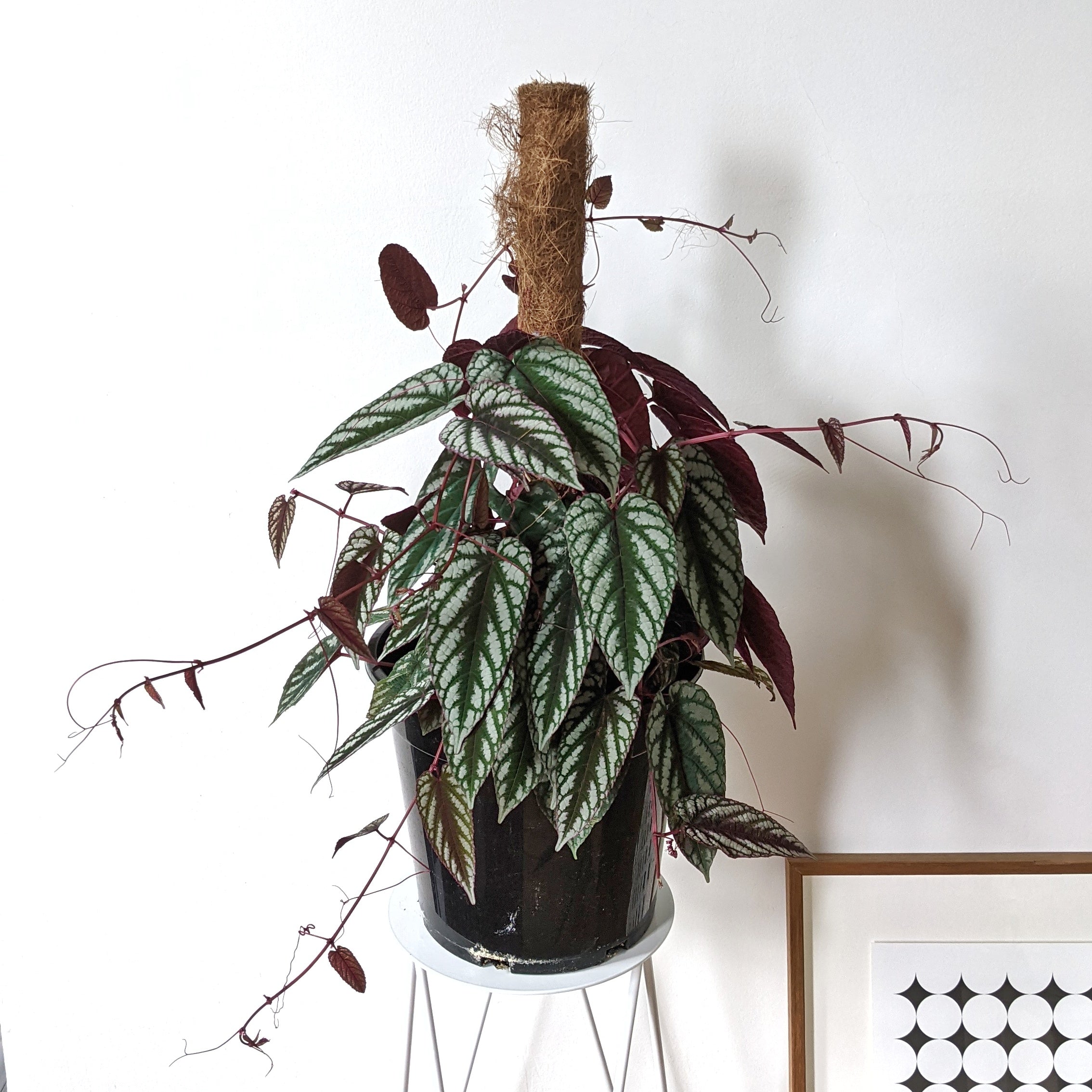 Cissus discolor (Rex Begonia Vine) on totem - 25cm pot